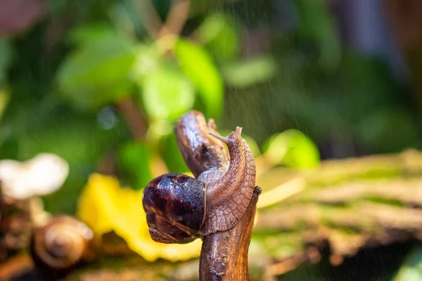 树枝上的大蜗牛 从Helicidae族的Burgudian Grape Roman Edible Snail — 图库照片