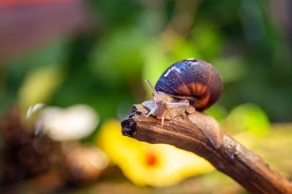 Grand Escargot Sur Une Branche Arbre Escargot Burgudien Vigne Romain — Photo