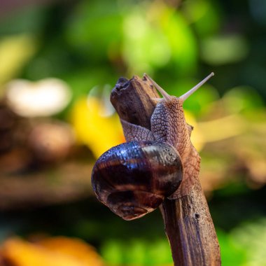 Ağaç dalında büyük bir salyangoz. Helicidae familyasından Burgudyan, üzüm veya Roma salyangozu..