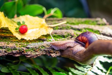 Ağaç kabuğunda büyük bir salyangoz. Vahşi doğada çekilmiş bir fotoğraf. Helicidae familyasından Burgudyan, üzüm ya da Roma salyangozu. Hava soluyan gastropodlar.