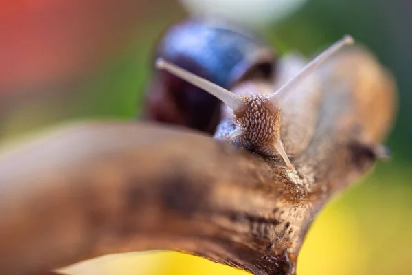 Grand Escargot Sur Une Branche Arbre Escargot Burgudien Vigne Romain — Photo