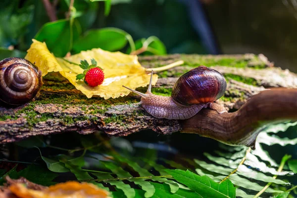 Egy Nagy Csiga Egy Kérgén Fénykép Vadonban Burgundiai Szőlő Vagy — Stock Fotó