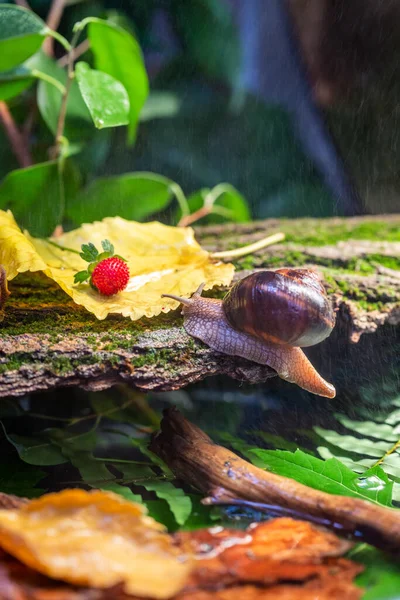 Gros Escargot Sur Écorce Arbre Photo Dans Nature Escargot Burgudien — Photo