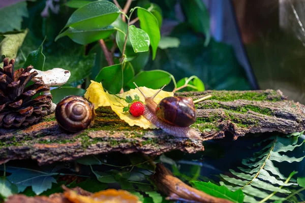 Caracoles Grandes Arrastrándose Por Corteza Árbol Foto Naturaleza Caracol Comestible — Foto de Stock