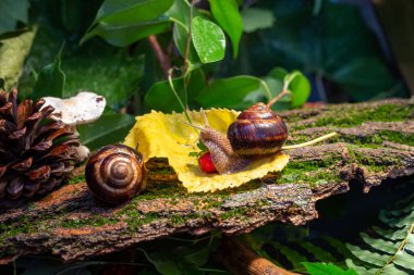 Ağaç kabuğunda sürünen büyük salyangozlar. Vahşi doğada çekilmiş bir fotoğraf. Helicidae familyasından Burgudyan, üzüm veya Roma salyangozu..