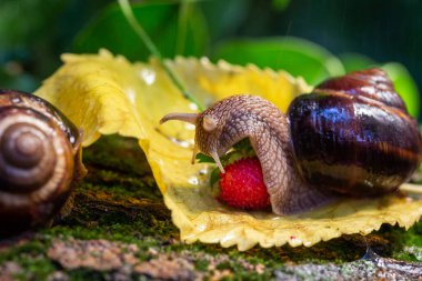 Ağaç kabuğunda sürünen büyük salyangozlar. Vahşi doğada çekilmiş bir fotoğraf. Helicidae familyasından Burgudyan, üzüm veya Roma salyangozu..