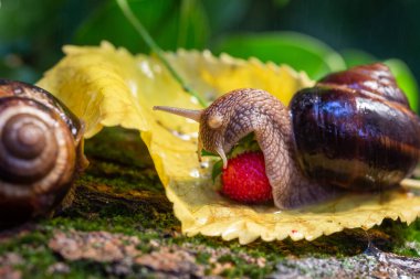 Ağaç kabuğunda sürünen büyük salyangozlar. Vahşi doğada çekilmiş bir fotoğraf. Helicidae familyasından Burgudyan, üzüm veya Roma salyangozu..