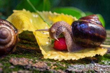 Ağaç kabuğunda sürünen büyük salyangozlar. Vahşi doğada çekilmiş bir fotoğraf. Helicidae familyasından Burgudyan, üzüm veya Roma salyangozu..