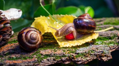 Ağaç kabuğunda sürünen büyük salyangozlar. Vahşi doğada çekilmiş bir fotoğraf. Helicidae familyasından Burgudyan, üzüm veya Roma salyangozu..