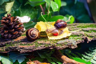 Ağaç kabuğunda sürünen büyük salyangozlar. Vahşi doğada çekilmiş bir fotoğraf. Helicidae familyasından Burgudyan, üzüm veya Roma salyangozu..