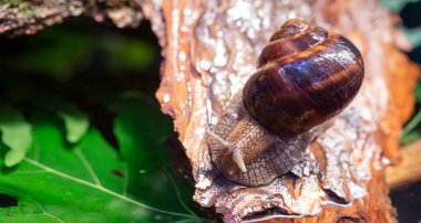 Ağaç kabuğunda sürünen büyük salyangozlar. Vahşi doğada çekilmiş bir fotoğraf. Helicidae familyasından Burgudyan, üzüm veya Roma salyangozu..