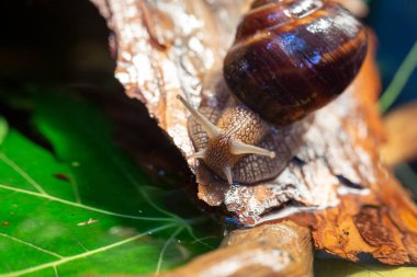 Ağaç kabuğunda sürünen büyük salyangozlar. Vahşi doğada çekilmiş bir fotoğraf. Helicidae familyasından Burgudyan, üzüm veya Roma salyangozu..