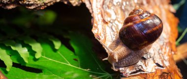 Ağaç kabuğunda sürünen büyük salyangozlar. Vahşi doğada çekilmiş bir fotoğraf. Helicidae familyasından Burgudyan, üzüm veya Roma salyangozu..
