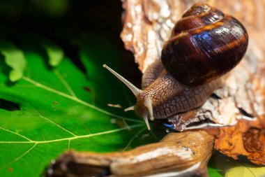 Ağaç kabuğunda sürünen büyük salyangozlar. Vahşi doğada çekilmiş bir fotoğraf. Helicidae familyasından Burgudyan, üzüm veya Roma salyangozu..