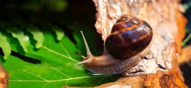 Ağaç kabuğunda sürünen büyük salyangozlar. Vahşi doğada çekilmiş bir fotoğraf. Helicidae familyasından Burgudyan, üzüm veya Roma salyangozu..