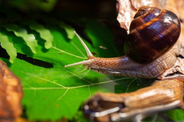 Ağaç kabuğunda sürünen büyük salyangozlar. Vahşi doğada çekilmiş bir fotoğraf. Helicidae familyasından Burgudyan, üzüm veya Roma salyangozu..