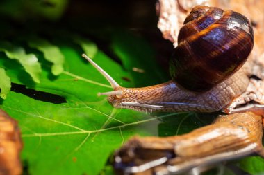 Ağaç kabuğunda sürünen büyük salyangozlar. Vahşi doğada çekilmiş bir fotoğraf. Helicidae familyasından Burgudyan, üzüm veya Roma salyangozu..
