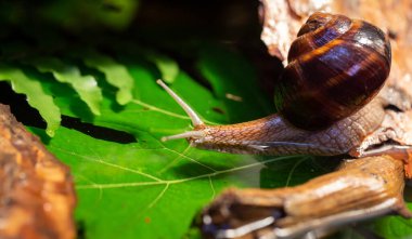Ağaç kabuğunda sürünen büyük salyangozlar. Vahşi doğada çekilmiş bir fotoğraf. Helicidae familyasından Burgudyan, üzüm veya Roma salyangozu..