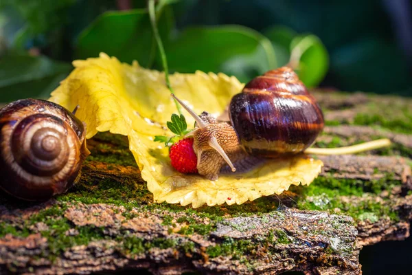Large snails crawling along the bark of a tree. Photo in the wild. Burgudian, grape or Roman edible snail from the Helicidae family.