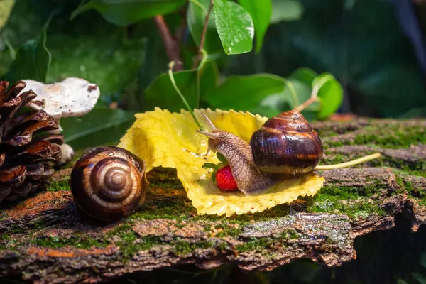 Grandi Lumache Strisciano Lungo Corteccia Albero Foto Natura Lumaca Burghese — Foto Stock