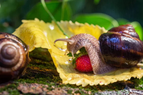 大きなカタツムリの木の樹皮に沿ってクロールします 野生の写真 ヘリコバクター科のブルガリア ブドウ ローマの食用カタツムリ — ストック写真