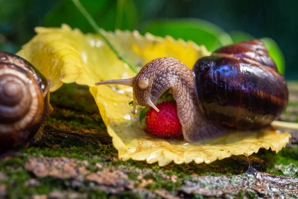 Ağaç kabuğunda sürünen büyük salyangozlar. Vahşi doğada çekilmiş bir fotoğraf. Helicidae familyasından Burgudyan, üzüm veya Roma salyangozu..