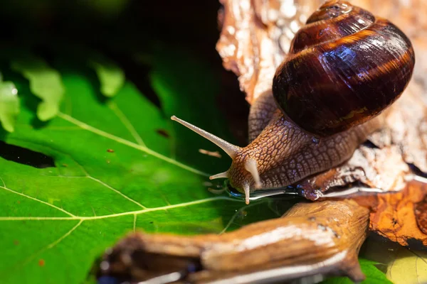 Ağaç kabuğunda sürünen büyük salyangozlar. Vahşi doğada çekilmiş bir fotoğraf. Helicidae familyasından Burgudyan, üzüm veya Roma salyangozu..