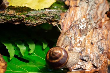 Ağaç kabuğunda sürünen büyük salyangozlar. Vahşi doğada çekilmiş bir fotoğraf. Helicidae familyasından Burgudyan, üzüm veya Roma salyangozu..