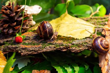 Ağaç kabuğunda sürünen büyük salyangozlar. Vahşi doğada çekilmiş bir fotoğraf. Helicidae familyasından Burgudyan, üzüm veya Roma salyangozu..