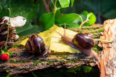 Ağaç kabuğunda sürünen büyük salyangozlar. Vahşi doğada çekilmiş bir fotoğraf. Helicidae familyasından Burgudyan, üzüm veya Roma salyangozu..