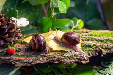 Ağaç kabuğunda sürünen büyük salyangozlar. Vahşi doğada çekilmiş bir fotoğraf. Helicidae familyasından Burgudyan, üzüm veya Roma salyangozu..