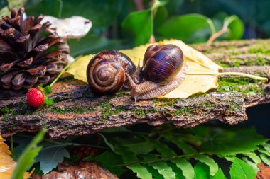 Ağaç kabuğunda sürünen büyük salyangozlar. Vahşi doğada çekilmiş bir fotoğraf. Helicidae familyasından Burgudyan, üzüm veya Roma salyangozu..