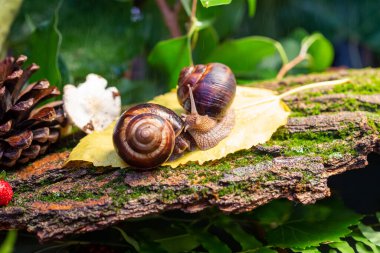 Ağaç kabuğunda sürünen büyük salyangozlar. Vahşi doğada çekilmiş bir fotoğraf. Helicidae familyasından Burgudyan, üzüm veya Roma salyangozu..