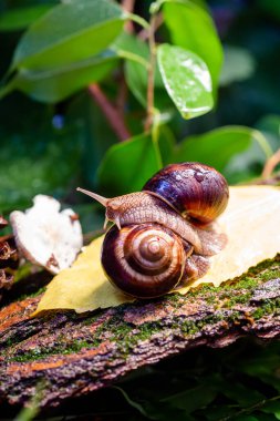 Ağaç kabuğunda sürünen büyük salyangozlar. Vahşi doğada çekilmiş bir fotoğraf. Helicidae familyasından Burgudyan, üzüm veya Roma salyangozu..