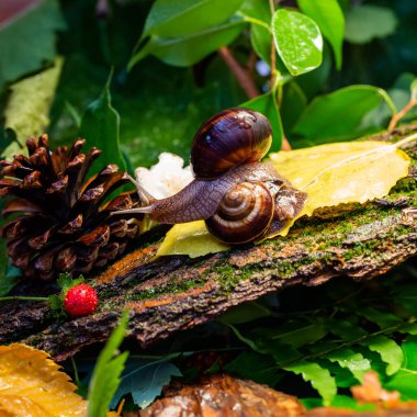 Ağaç kabuğunda sürünen büyük salyangozlar. Vahşi doğada çekilmiş bir fotoğraf. Helicidae familyasından Burgudyan, üzüm veya Roma salyangozu..