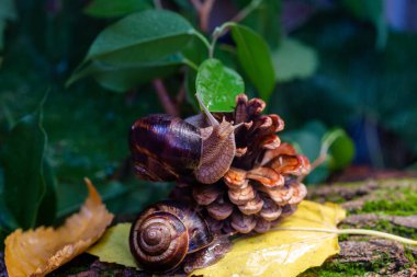 Ağaç kabuğunda sürünen büyük salyangozlar. Vahşi doğada çekilmiş bir fotoğraf. Helicidae familyasından Burgudyan, üzüm veya Roma salyangozu..