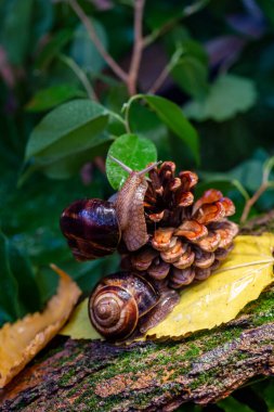 Ağaç kabuğunda sürünen büyük salyangozlar. Vahşi doğada çekilmiş bir fotoğraf. Helicidae familyasından Burgudyan, üzüm veya Roma salyangozu..