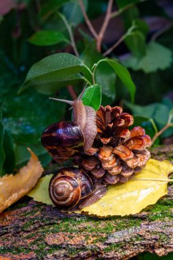 Ağaç kabuğunda sürünen büyük salyangozlar. Vahşi doğada çekilmiş bir fotoğraf. Helicidae familyasından Burgudyan, üzüm veya Roma salyangozu..