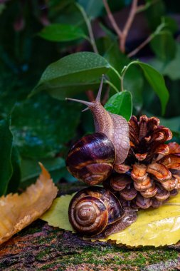Ağaç dalında büyük bir salyangoz. Helicidae familyasından Burgudyan, üzüm veya Roma salyangozu..