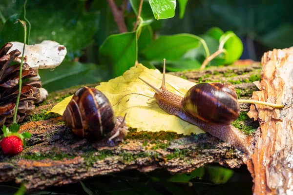 Ağaç kabuğunda sürünen büyük salyangozlar. Vahşi doğada çekilmiş bir fotoğraf. Helicidae familyasından Burgudyan, üzüm veya Roma salyangozu..