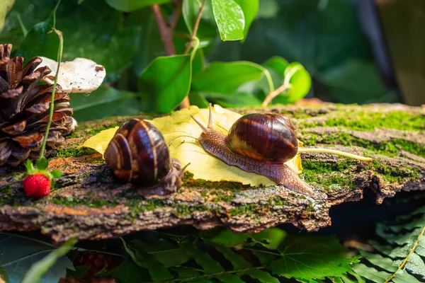 Ağaç kabuğunda sürünen büyük salyangozlar. Vahşi doğada çekilmiş bir fotoğraf. Helicidae familyasından Burgudyan, üzüm veya Roma salyangozu..