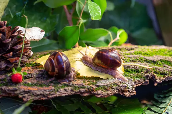 Ağaç kabuğunda sürünen büyük salyangozlar. Vahşi doğada çekilmiş bir fotoğraf. Helicidae familyasından Burgudyan, üzüm veya Roma salyangozu..