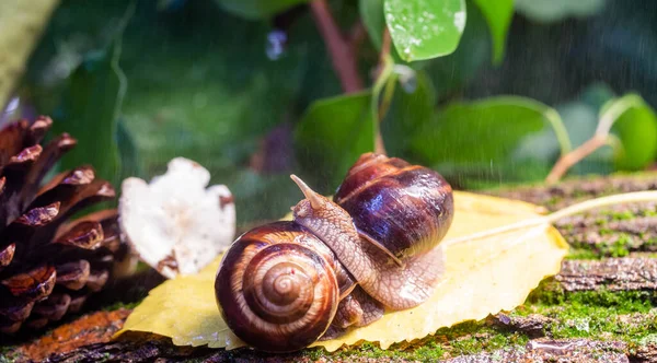 Grandi Lumache Strisciano Lungo Corteccia Albero Foto Natura Lumaca Burghese — Foto Stock