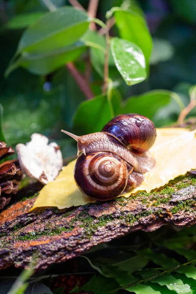 Grandi Lumache Strisciano Lungo Corteccia Albero Foto Natura Lumaca Burghese — Foto Stock