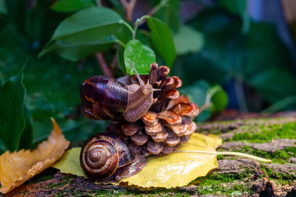 Grands Escargots Rampant Long Écorce Arbre Photo Dans Nature Escargot — Photo