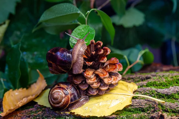 Ağaç kabuğunda sürünen büyük salyangozlar. Vahşi doğada çekilmiş bir fotoğraf. Helicidae familyasından Burgudyan, üzüm veya Roma salyangozu..