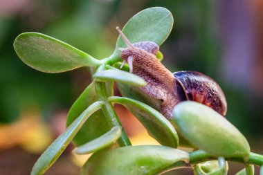 Ağaç dalında büyük bir salyangoz. Helicidae familyasından Burgudyan, üzüm veya Roma salyangozu..