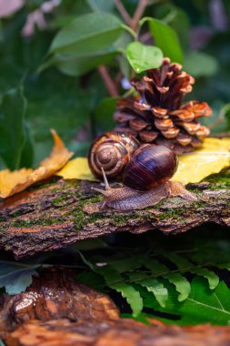 Ağaç kabuğunda sürünen büyük salyangozlar. Vahşi doğada çekilmiş bir fotoğraf. Helicidae familyasından Burgudyan, üzüm veya Roma salyangozu..