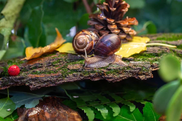 Large snails crawling along the bark of a tree. Photo in the wild. Burgudian, grape or Roman edible snail from the Helicidae family.