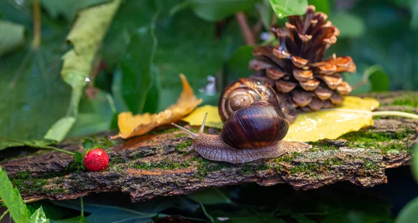 Grands Escargots Rampant Long Écorce Arbre Photo Dans Nature Escargot — Photo